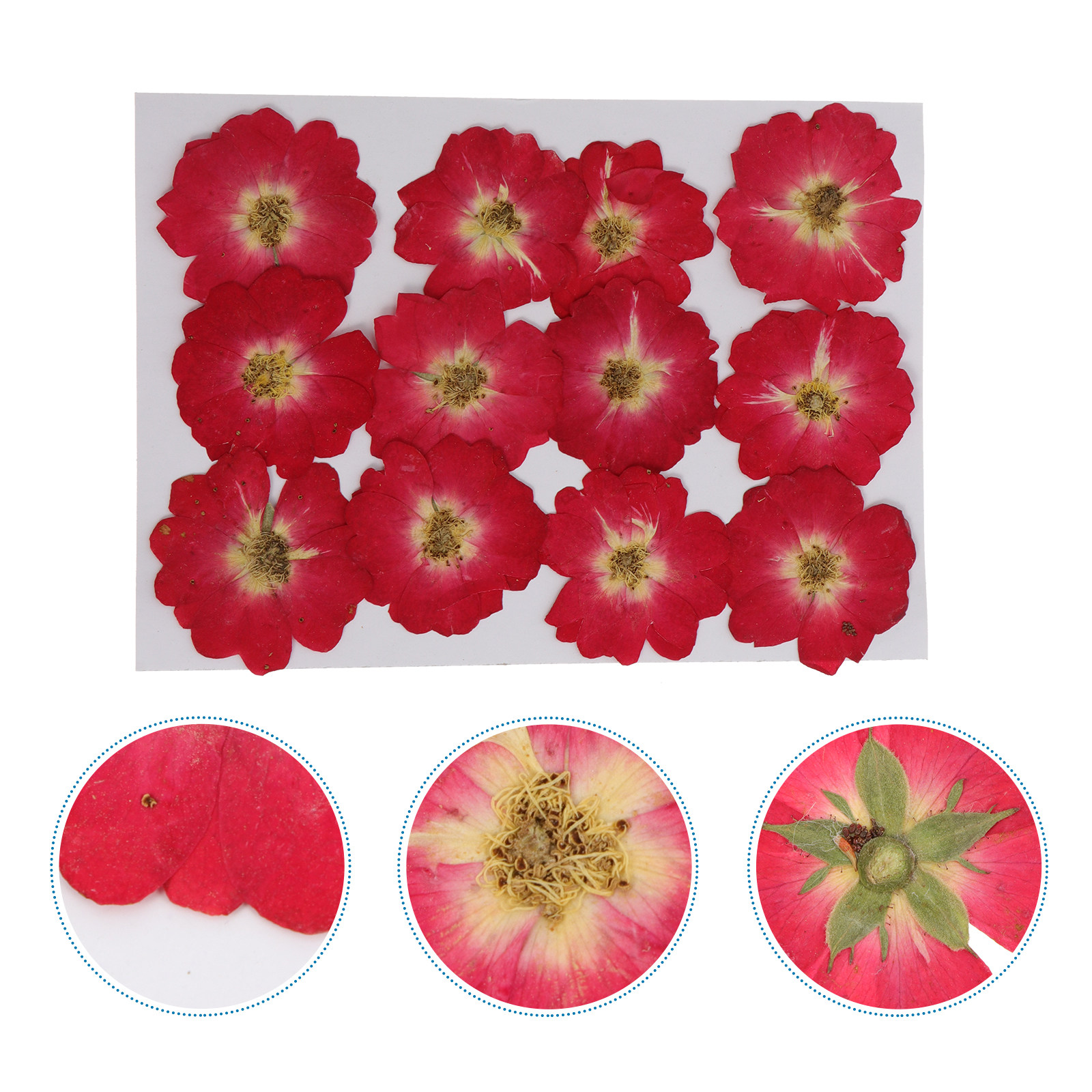 Resin Art And Decor - 12Pcs Natural Dried Rose Pressed Flowers