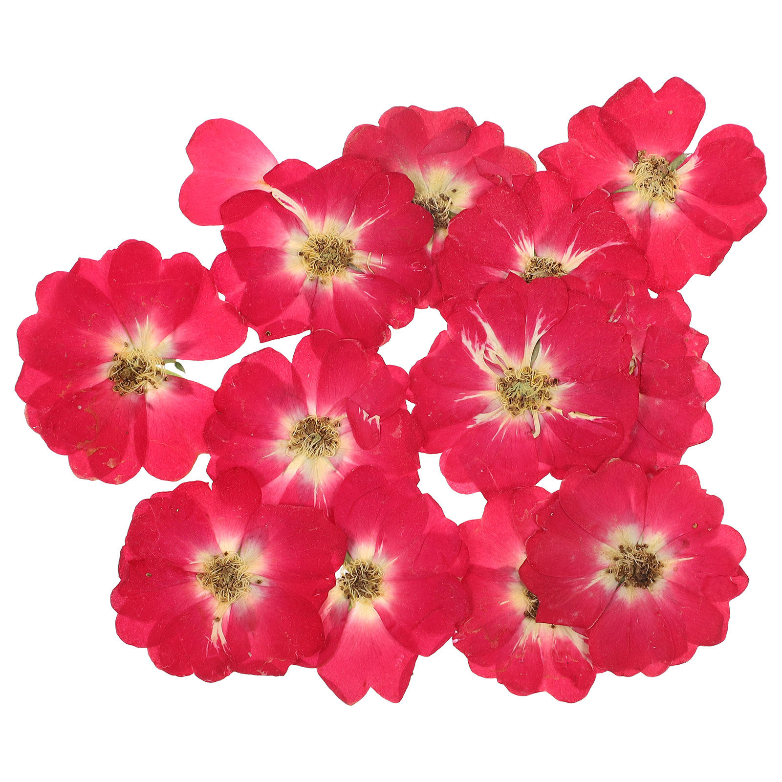 12Pcs Natural Dried Rose Press - Resin Art Flowers recension och pris