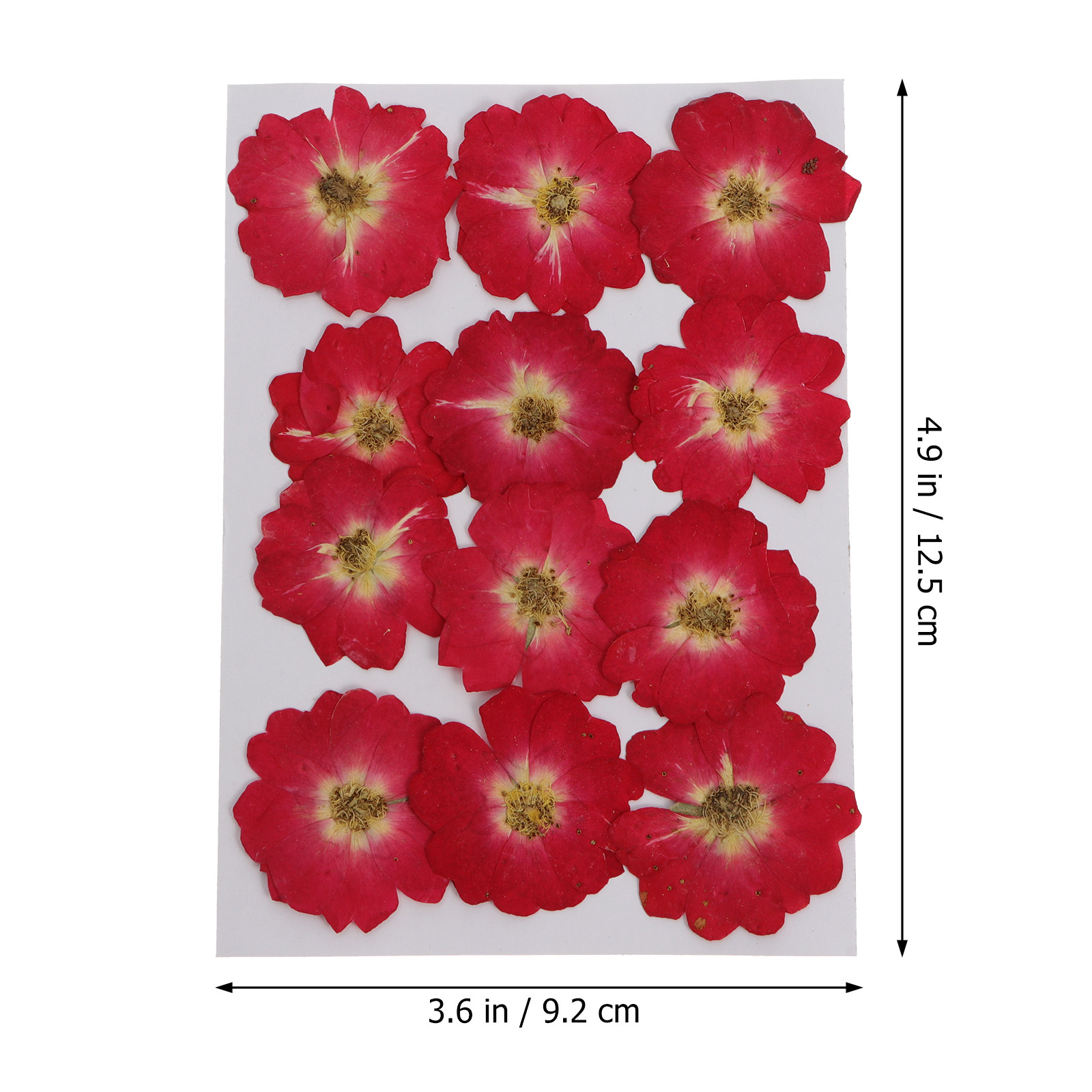12Pcs Natural Dried Rose Press - Resin Art And Decor recension och pris