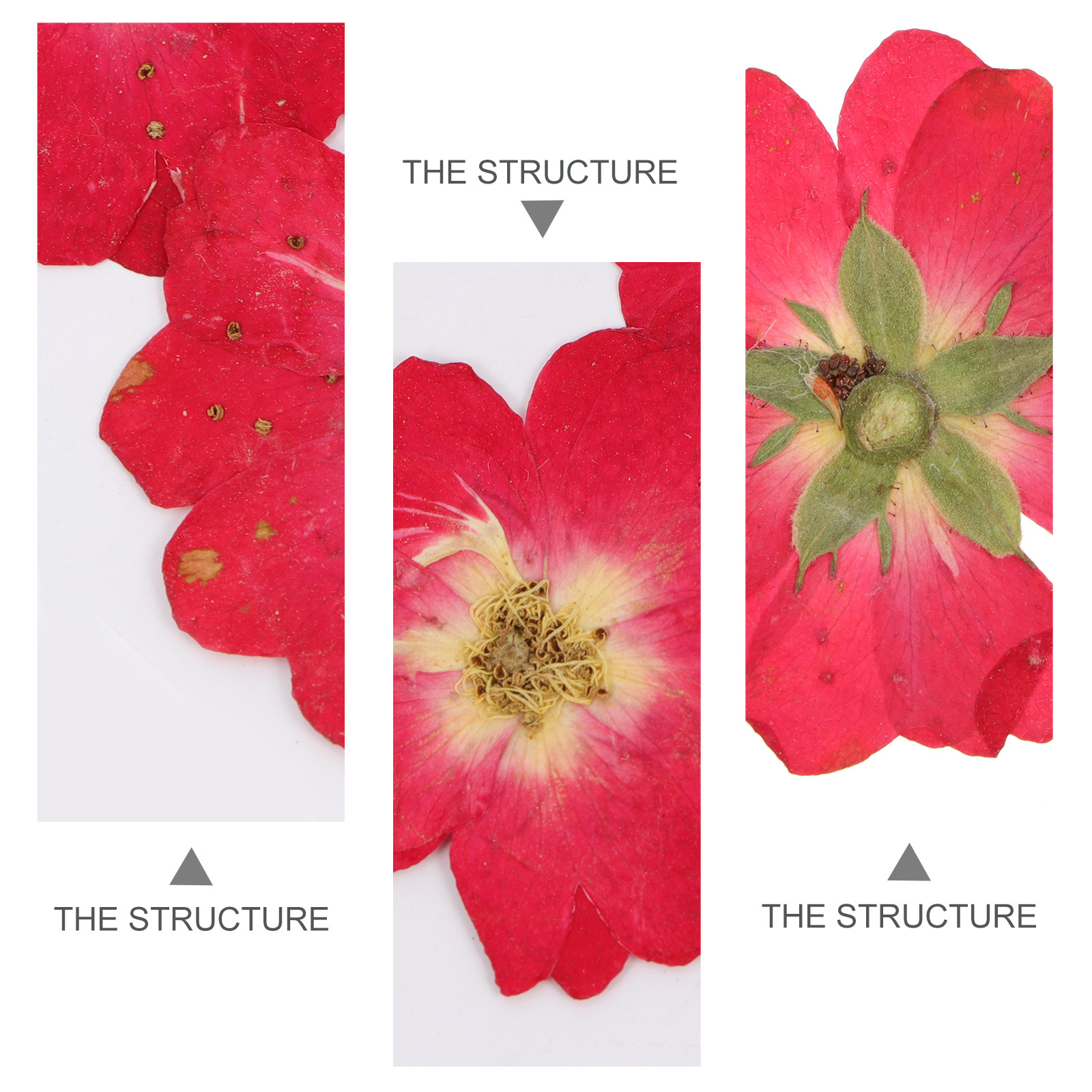 12Pcs Natural Dried Rose Press - Resin Art And Decor recension och pris